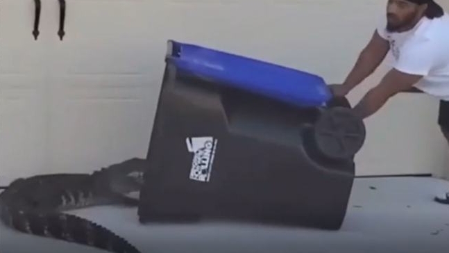 【NBA】躺槍！男子捕鱷魚不忘嘲諷西蒙斯